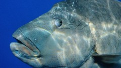 Ocean fish underwater barracuda