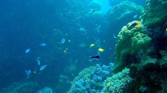 Ocean fish underwater coral reef Great Barrier Reef