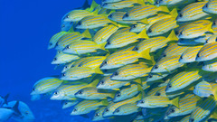 Ocean fish underwater Sea