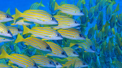 Ocean fish underwater Sea
