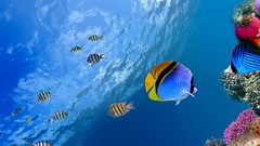 Ocean fish Underwater World tropical coral