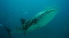 Ocean fish whale shark