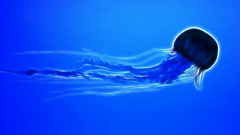 Ocean Fractalius jellyfish nature