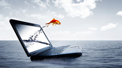 Ocean goldfish Laptops photo