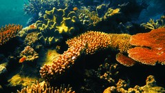 Ocean Great Barrier Reef