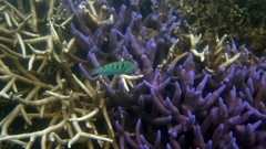 Ocean Great Barrier Reef