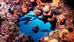 Ocean Great Barrier Reef