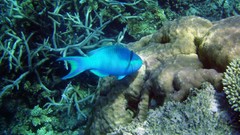 Ocean Great Barrier Reef