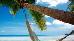 Ocean hammock palm trees