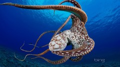 Ocean Hawaii underwater bing octopuses