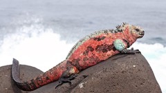 Ocean iguana rocks reptile lizards sealife