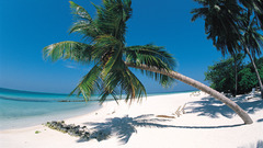 Ocean Islands palm trees