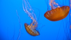 Ocean jellyfish