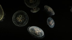 Ocean jellyfish