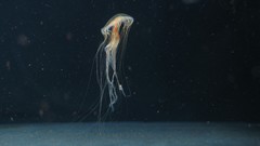 Ocean jellyfish