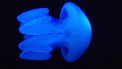 Ocean jellyfish