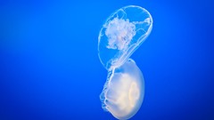 Ocean jellyfish