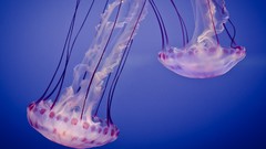 Ocean jellyfish