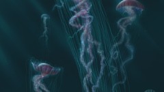 Ocean jellyfish