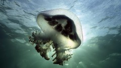 Ocean jellyfish underwater