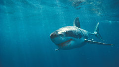 Ocean jumping Sharks