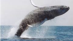 Ocean jumping Whales