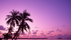 Ocean Landscapes palm trees