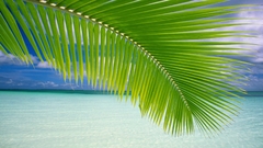 Ocean leaves tropical coconut
