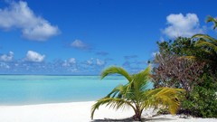 Ocean Maldives palm trees Beaches blue skies