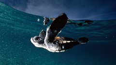 Ocean national geographic turtles skyscapes baby animals 