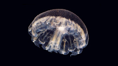 Ocean nature jellyfish black
