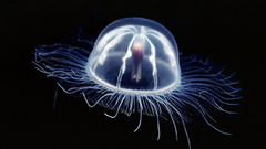Ocean nature jellyfish plankton