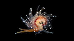 Ocean nature sea slugs