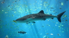 Ocean nature Sea underwater