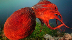 Ocean octopuses
