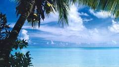 Ocean palm trees Beaches