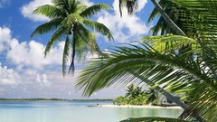 Ocean palm trees Beaches