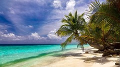 Ocean palm trees Beaches