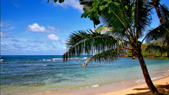 Ocean palm trees Sea