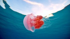 Ocean pink jellyfish Philippines underwater