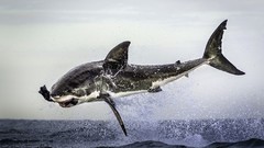 Ocean Predators Sharks jumping