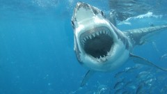 Ocean Predators teeth Sharks