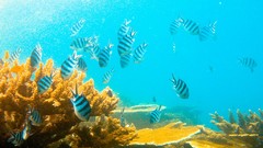 Ocean reef Great Barrier Reef