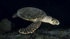 Ocean Reptiles sea turtles