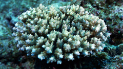 Ocean Sea coral underwater