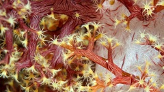 Ocean Sea coral underwater