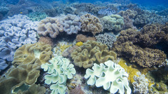 Ocean Sea reef coral