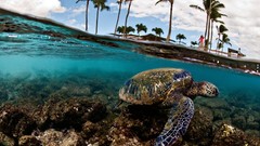 Ocean sea turtles palm