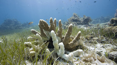 Ocean Sea underwater nature