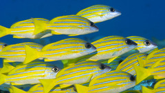 Ocean Sea underwater nature